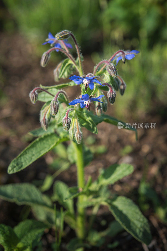 开花的星花植物