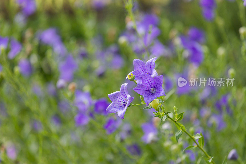 盛开的风铃花随风摇曳