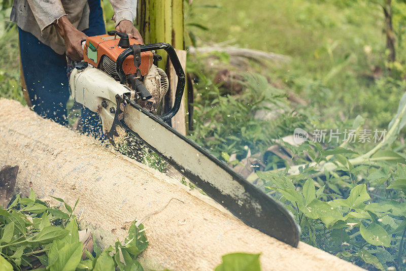 一个可怜的伐木者用汽油链锯劈开倒下的格梅利纳树干。非法伐木的概念。