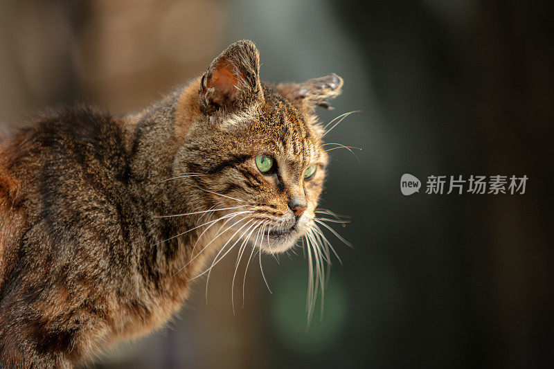 又老又生气的流浪猫。