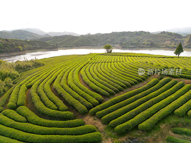 山上的茶园