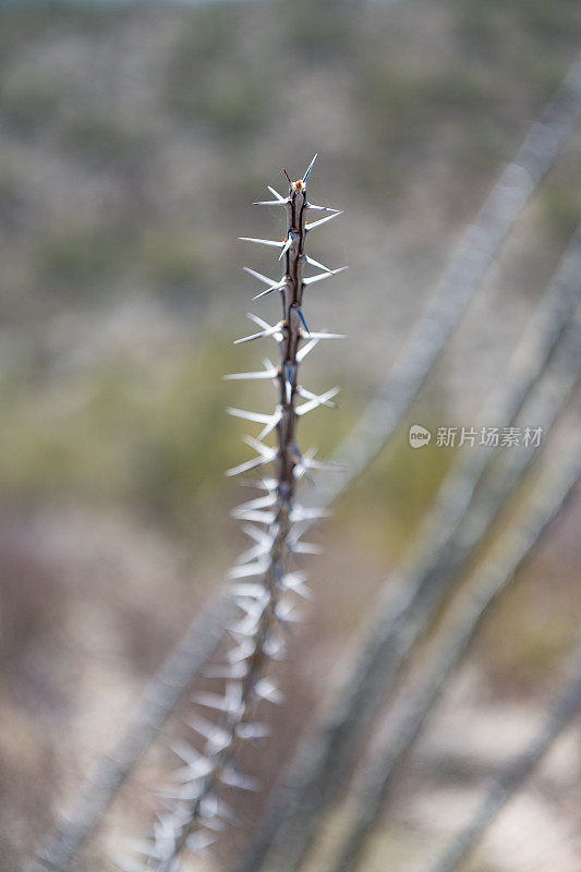 亚利桑那州沙漠中的植物刺