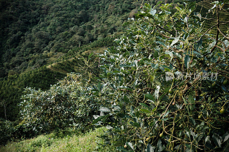 哥伦比亚山区的鳄梨种植