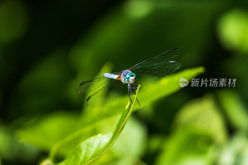 美丽的蜻蜓栖息在热带雨林的一片绿叶上