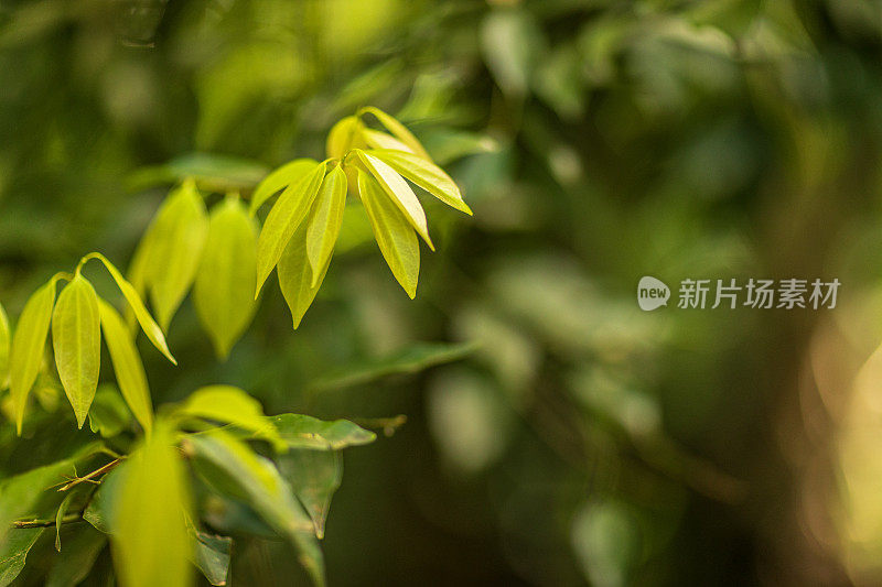 热带雨林中郁郁葱葱的绿叶的特写细节