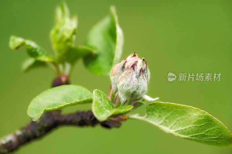 苹果树花