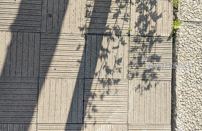 日本札幌人行道上的树影