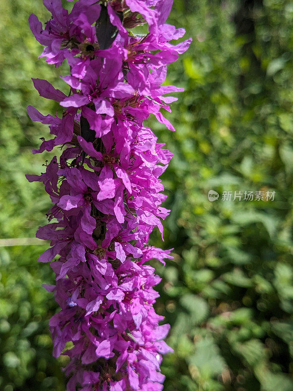 水杨曲-紫色松花