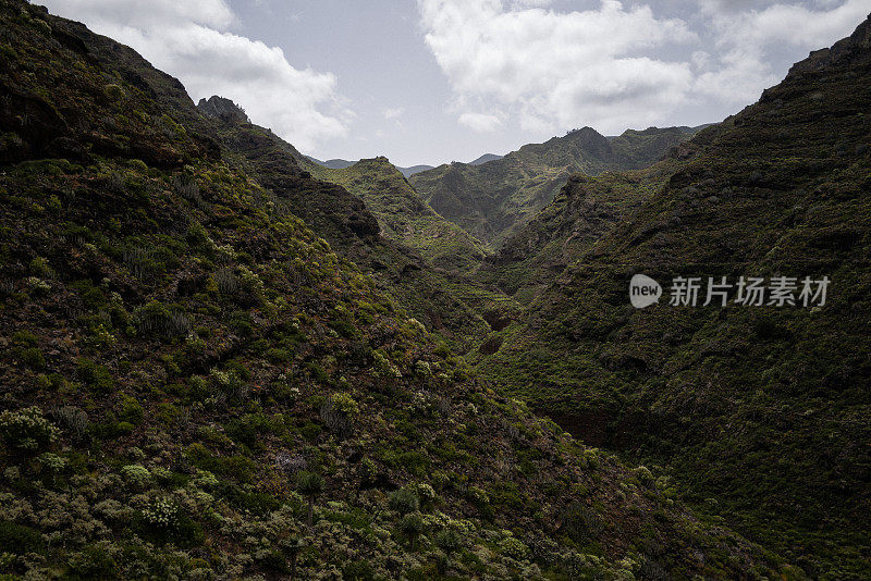 加那利群岛特内里费岛的海岸生态系统