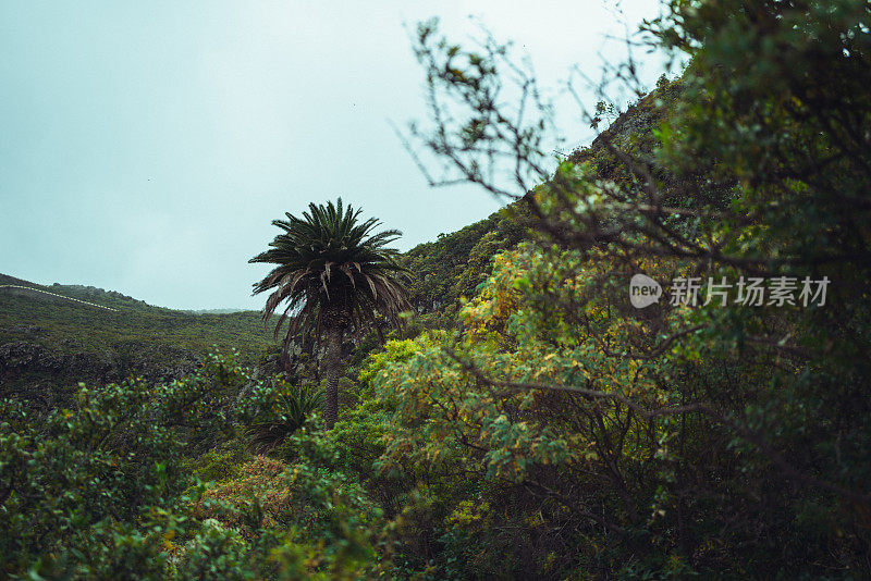 加那利群岛特内里费岛的风景