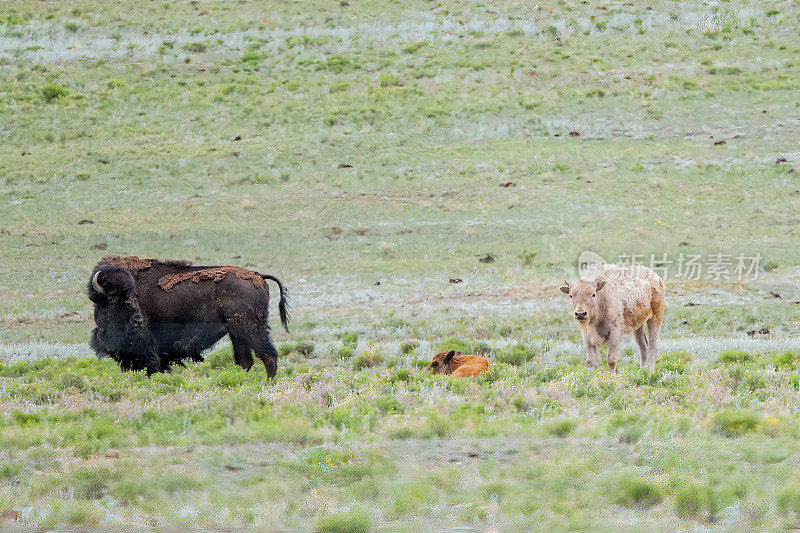 北美西部美国科罗拉多州农村的年轻的白色水牛
