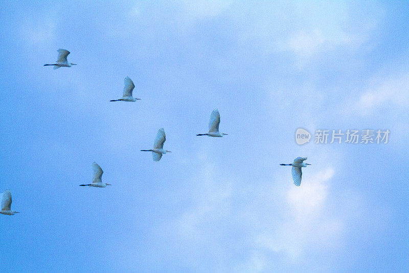 日落天空中泰国鹤鸟的飞行编队