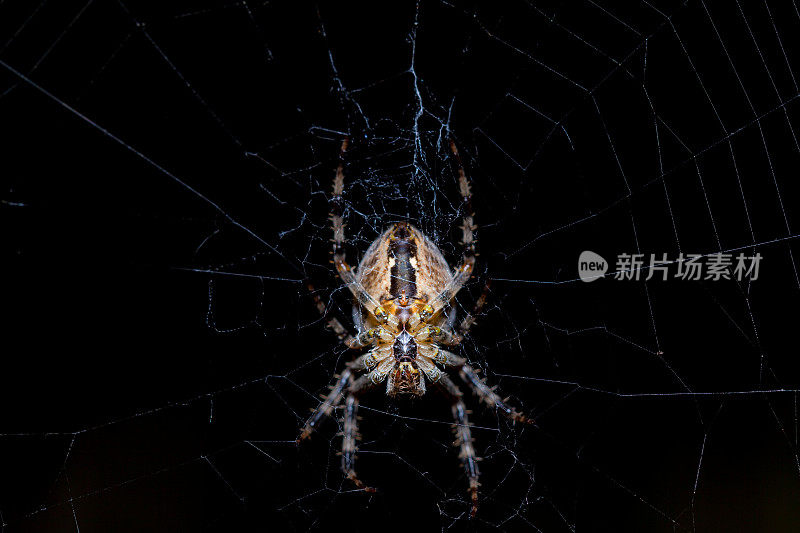 从下面看到的蜘蛛在黑色的网里