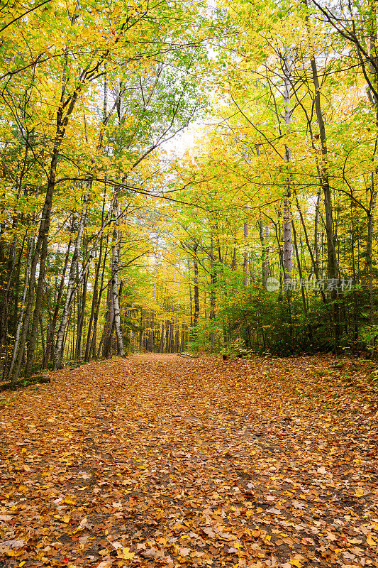 十月，加拿大安大略省，落叶覆盖了徒步旅行的小径