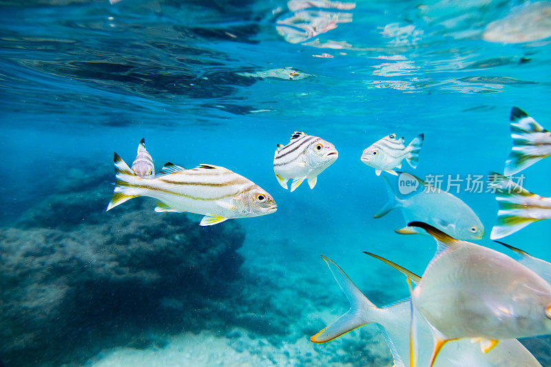 一群在海洋中游泳的白色和银色条纹鱼。