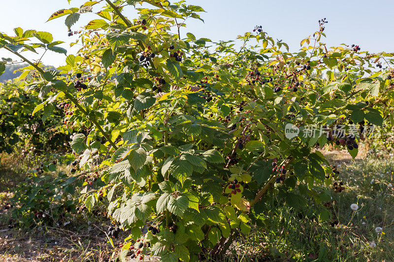 有成熟和未成熟果实的栽培露莓灌木