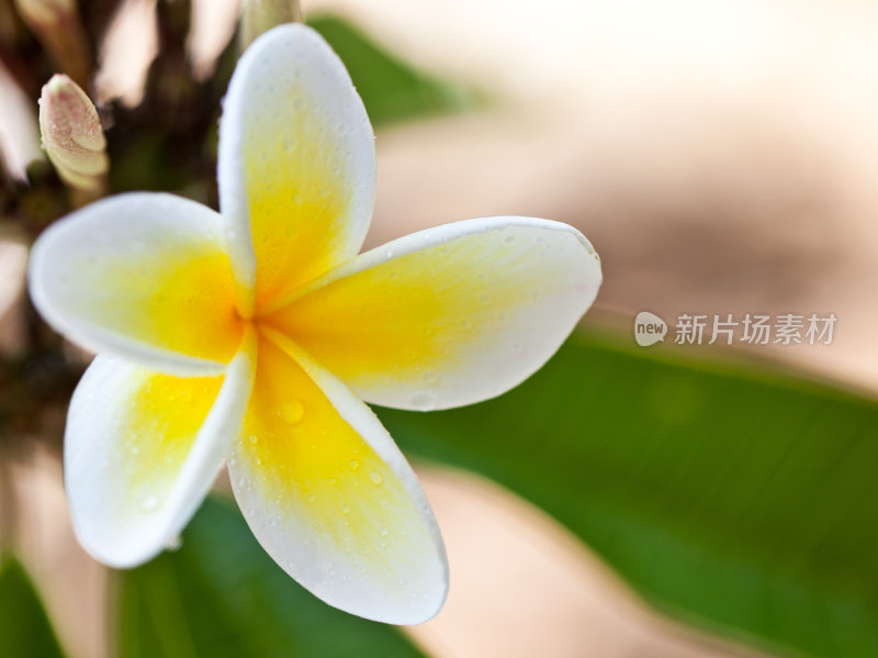 夏威夷黄色plumeria