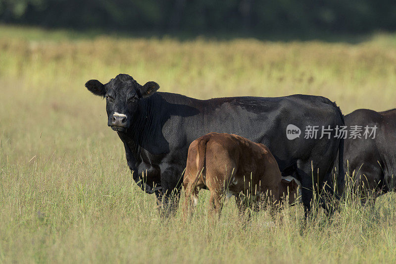 黑色安格斯母牛和一头小牛