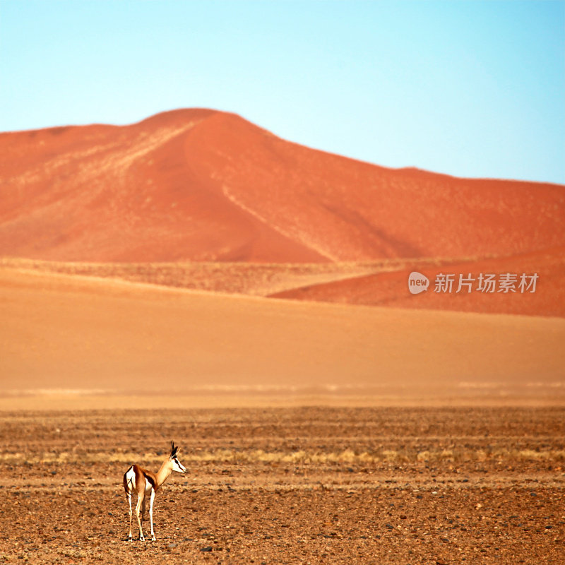 跳羚穿过纳米比亚的红色沙丘沙漠景观