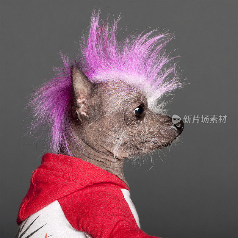 中国冠毛狗的特写与粉红色莫霍克，灰色的背景。