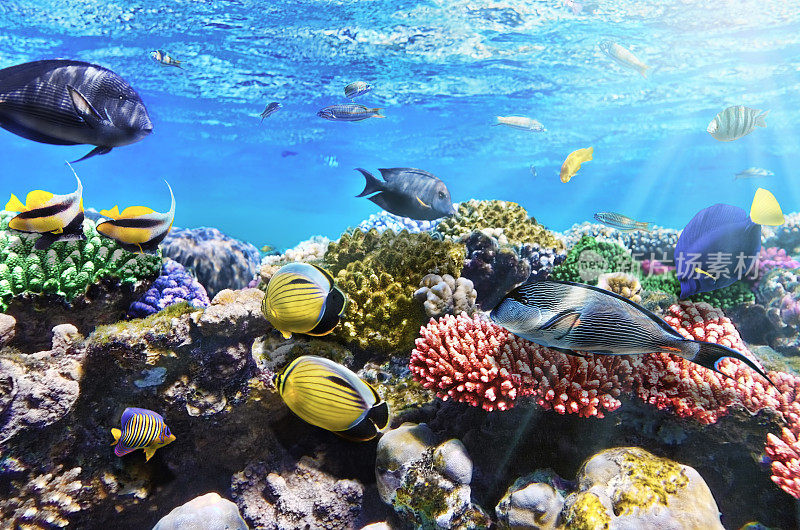 红海里的珊瑚和鱼。埃及