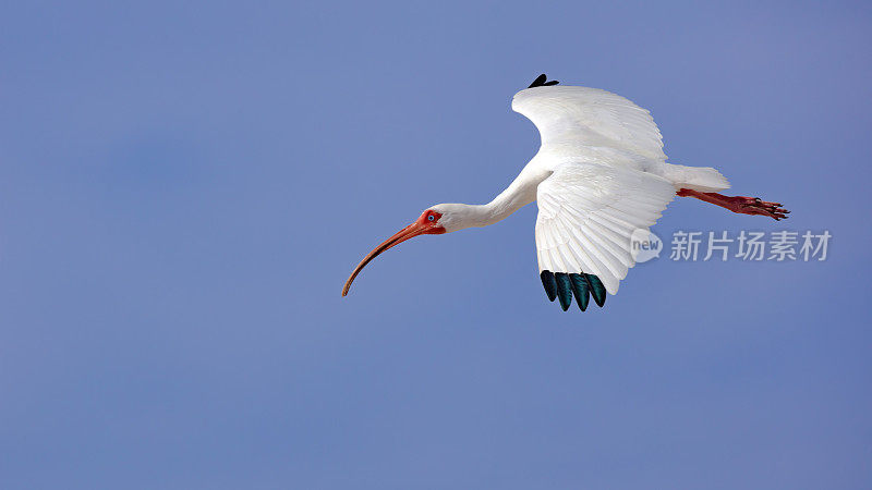 萨尼贝尔岛，白色朱鹭迎蓝天飞翔