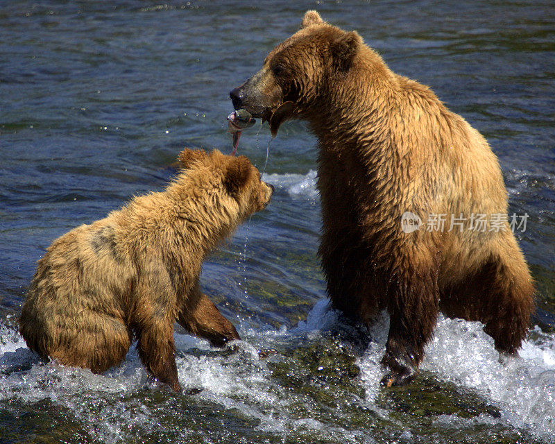 灰熊和幼崽在河里吃鲑鱼