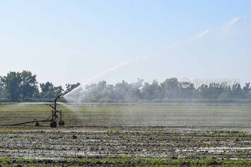 西瓜田的灌溉系统