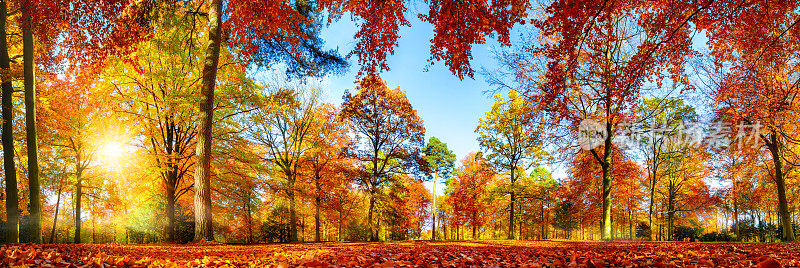 秋天五颜六色的森林全景