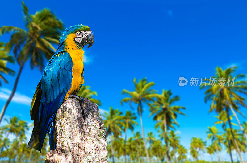 色彩斑斓的金刚鹦鹉给大自然带来美丽