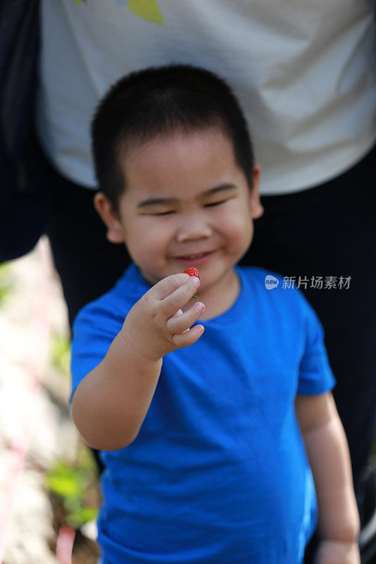 小男孩在摘草莓