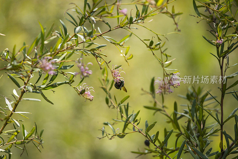 孔雀木蜂