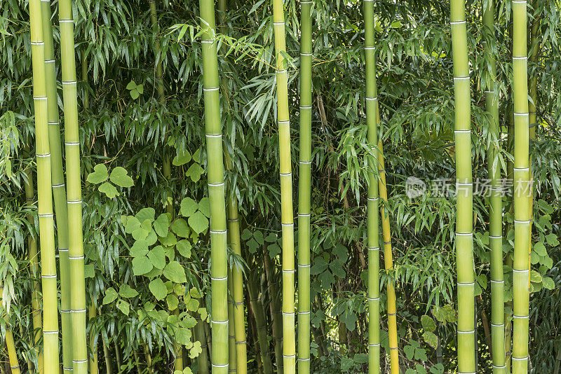 竹子生长