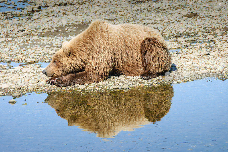野生阿拉斯加棕熊与河的倒影