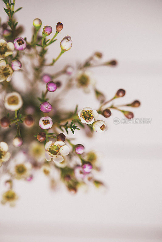 精致美丽的新鲜蜡花花瓶在粉红色的背景