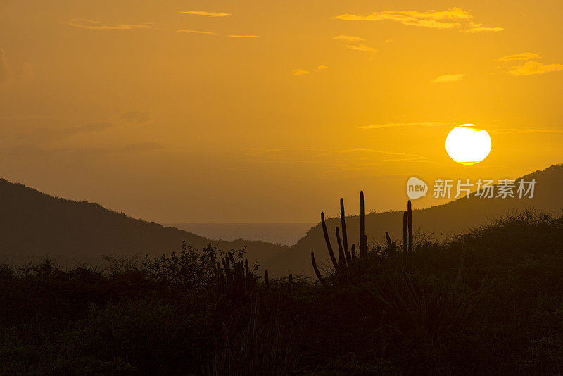 五彩缤纷的夕阳下仙人掌的剪影