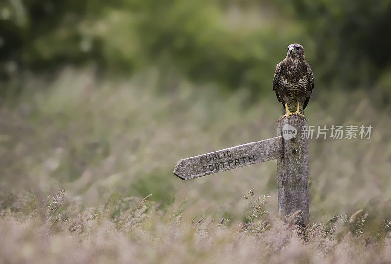 常见的秃鹰(Buteo)