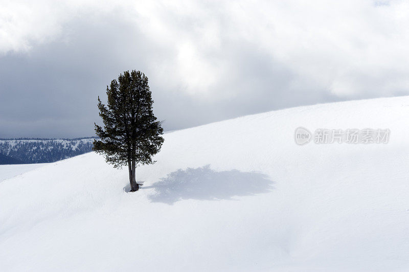 白雪覆盖的山上的一棵孤独的树