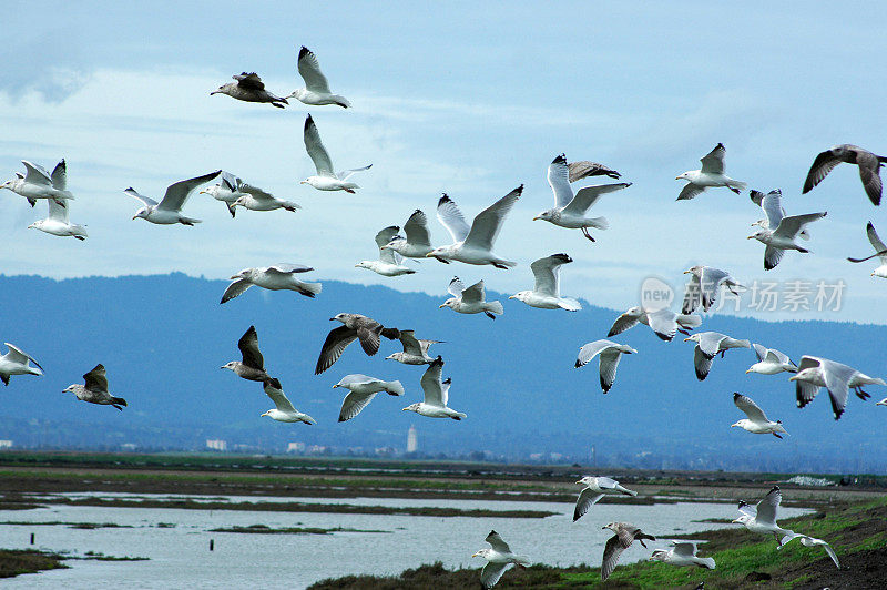 海鸥，在野生动物保护区上空飞翔