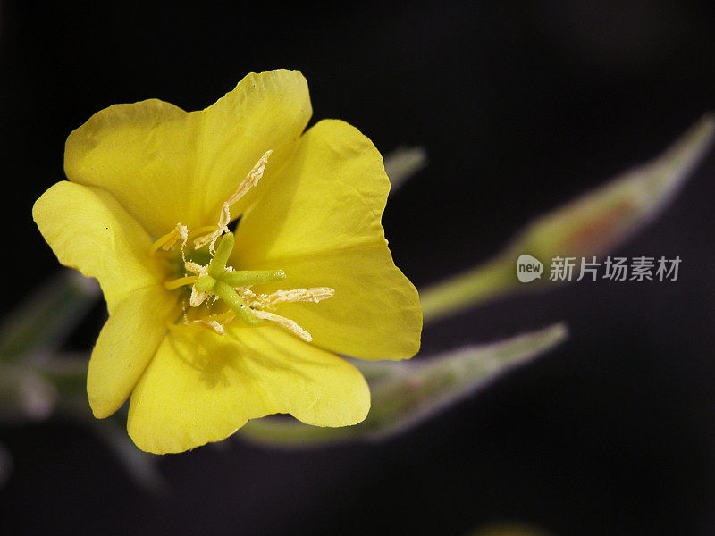 黄色晚樱草花特写