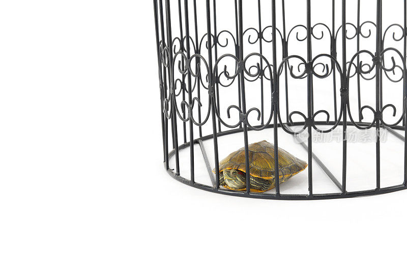 乌龟的囚犯