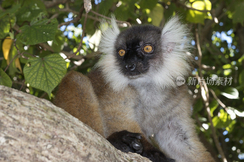 雌性黑色和白色的皱狐猴多管闲事的Tanikely岛马达加斯加