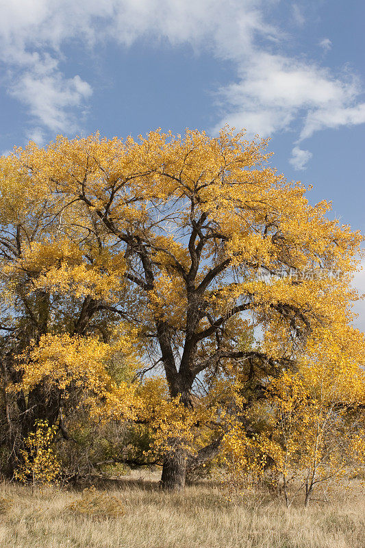 色彩斑斓的秋天杨木熊溪湖州立公园科罗拉多州