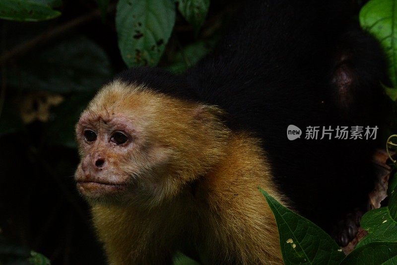 面容苍白的卷尾