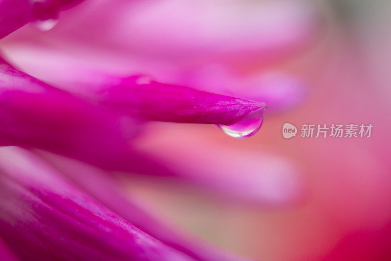 四月雨带来五月花