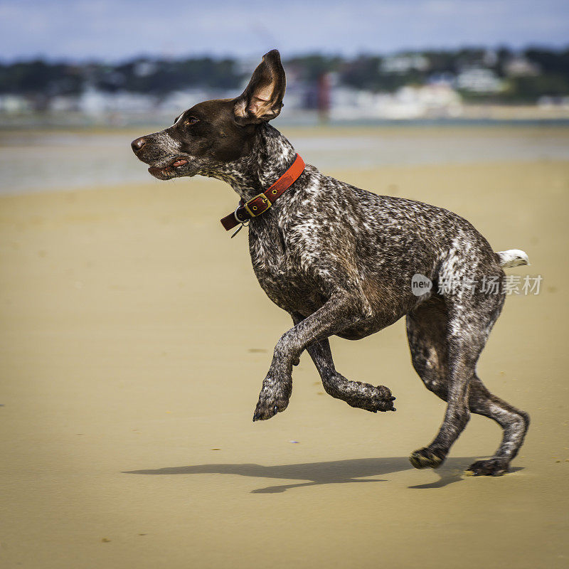 在沙滩上奔跑的狗德国短毛猎狗