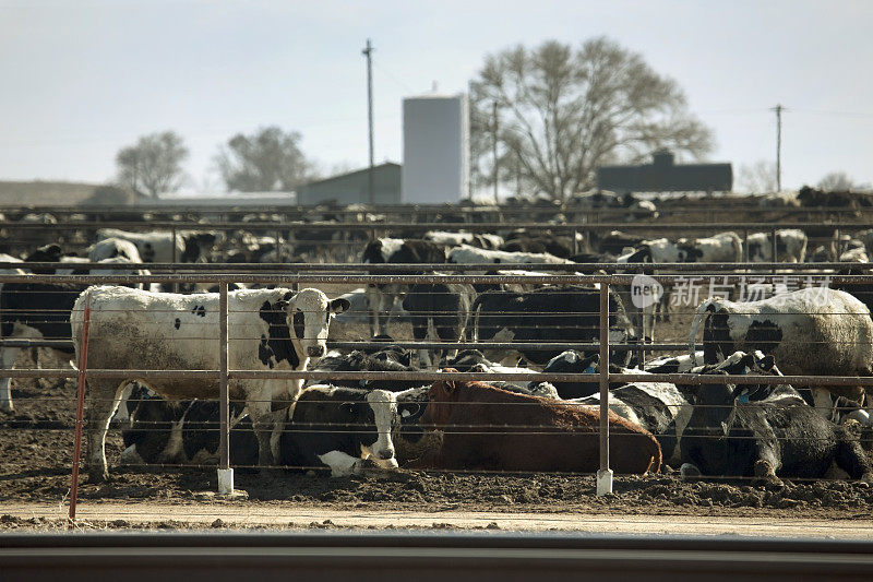 科罗拉多州洛基福特饲养场的牛