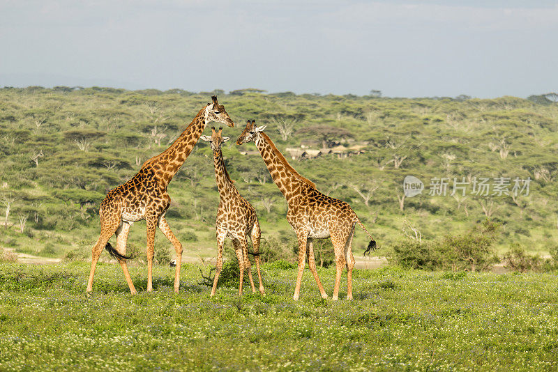 非洲坦桑尼亚的三只长颈鹿