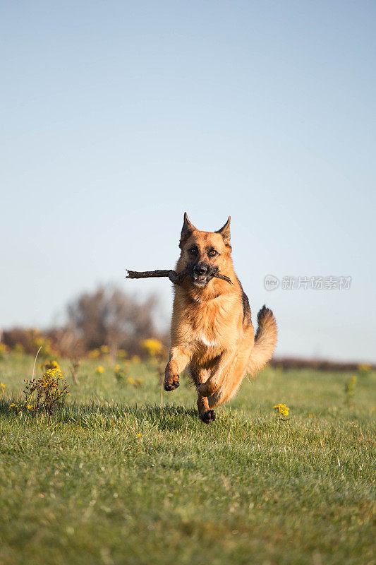 德国牧羊犬动作射击