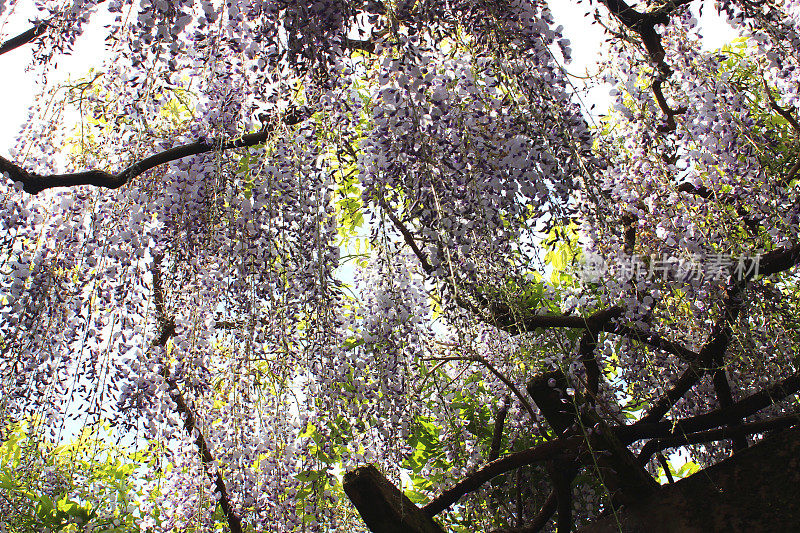 中国紫藤花(品种:花紫藤)木制花园藤架上